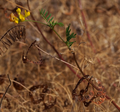 Hippocrepis multisiliquosa