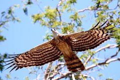 Polyboroides radiatus