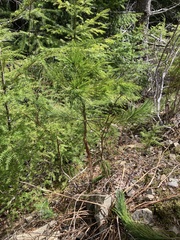 Cronartium ribicola