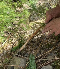 Cronartium ribicola