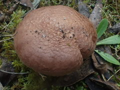Tricholoma austrocolossus