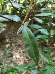 Quercus myrsinifolia