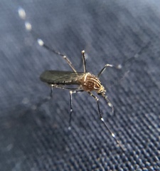 Aedes notoscriptus