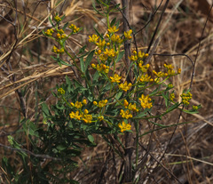 Haplophyllum buxbaumii