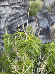 Brickellia longifolia