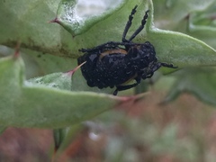 Arima marginata