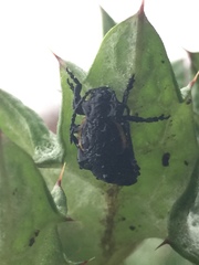 Arima marginata