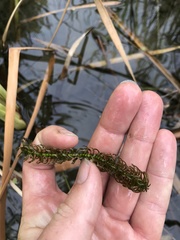 Lagarosiphon major