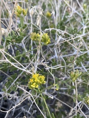 Amphipappus fremontii