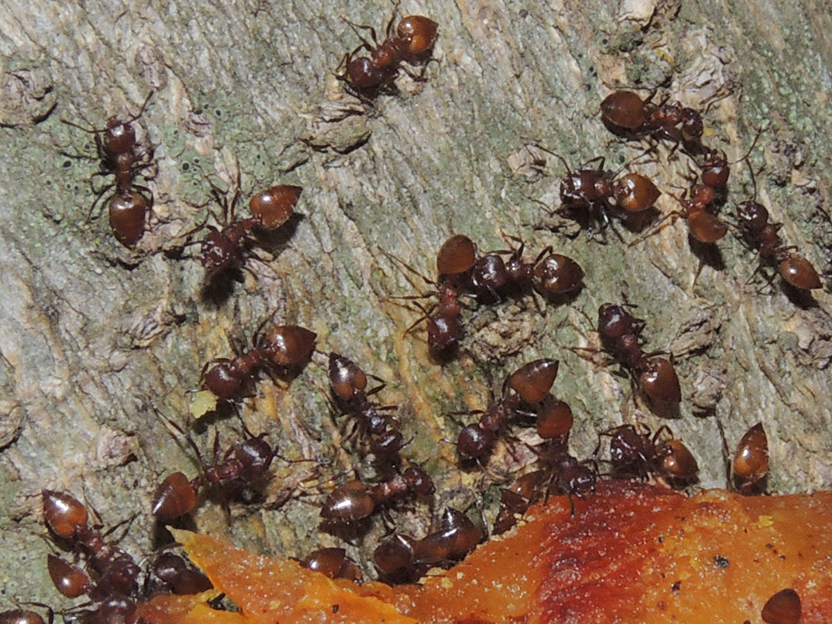 Crematogaster chiarinii