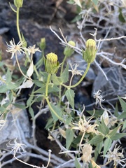 Brickellia atractyloides