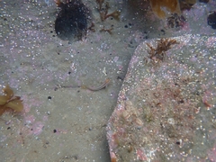 Parablennius laticlavius