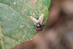 Hydrotaea chalcogaster