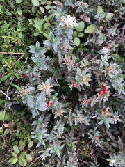 Pimelea mimosa