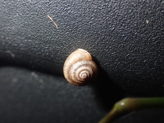 Polygyrinae
