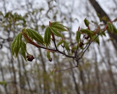 Acer pseudosieboldianum