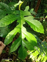 Artocarpus elasticus