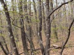 Acer pseudosieboldianum