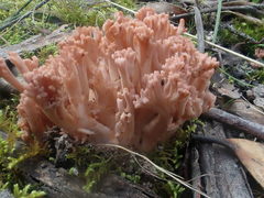 Ramaria botrytoides