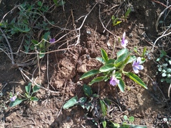 Viola prionantha