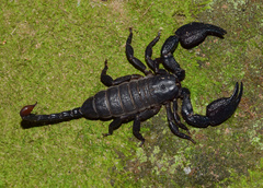 Opisthacanthus validus