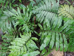 Blechnum finlaysonianum