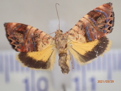 Hypertropha