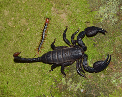 Opisthacanthus validus