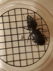 Scarites subterraneus
