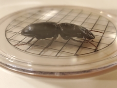 Scarites subterraneus