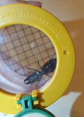 Scarites subterraneus