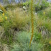 Aciphylla glaucescens - Photo (c) Alice Shanks, algunos derechos reservados (CC BY-NC), subido por Alice Shanks