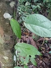 Scindapsus hederaceus