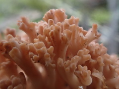 Ramaria botrytoides