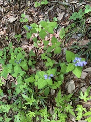 Scutellaria brachyspica
