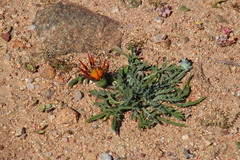 Gazania leiopoda