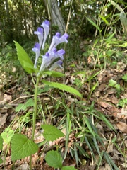 Scutellaria brachyspica