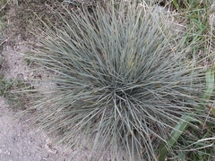 Aciphylla squarrosa squarrosa