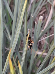 Eutanyacra licitatoria