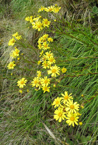 Dolichoglottis lyallii (Hook.fil.) B.Nord.