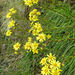 Yellow Snow Marguerite - Photo (c) Alice Shanks, some rights reserved (CC BY-NC), uploaded by Alice Shanks