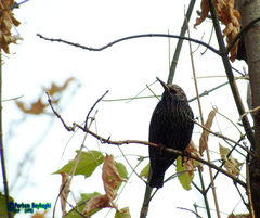 Sturnus vulgaris