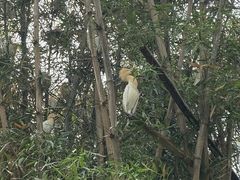 Bubulcus ibis