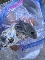 Peromyscus boylii