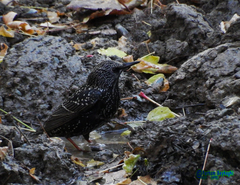 Sturnus vulgaris
