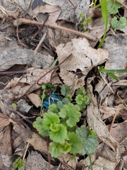 Glechoma hederacea