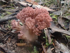 Ramaria botrytoides
