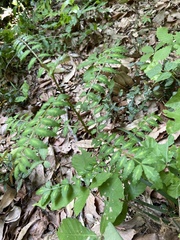 Zanthoxylum piperitum