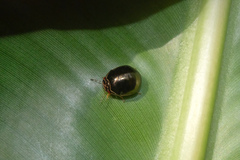 Brachyplatys subaeneus