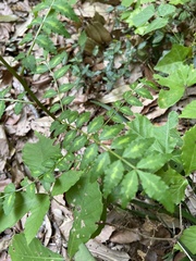 Zanthoxylum piperitum